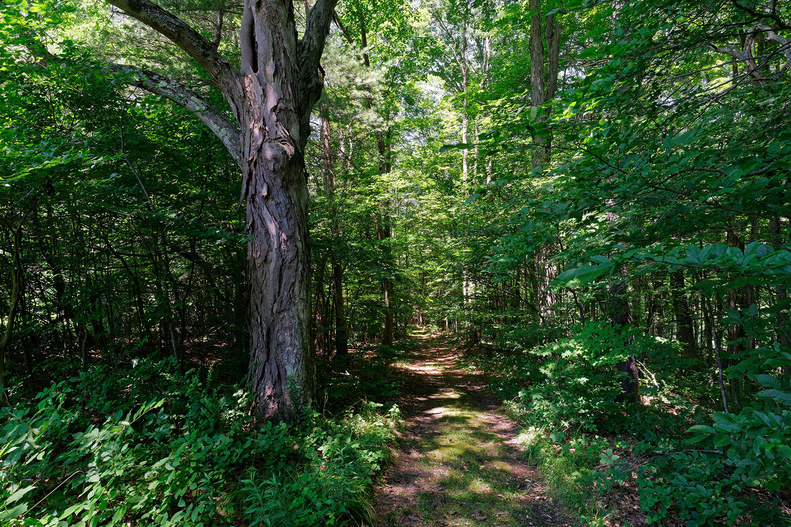 a path through the woods in dappled sunlight